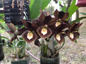 Catasetum Black Knight