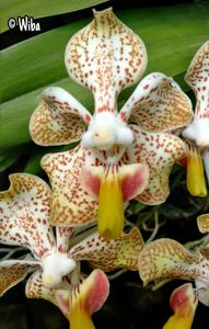 Vanda Memoria T. Iwasaki