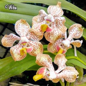 Vanda Memoria T. Iwasaki