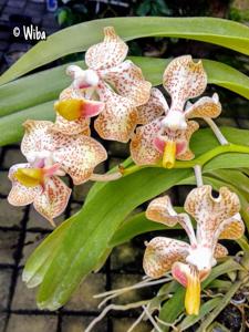 Vanda Memoria T. Iwasaki