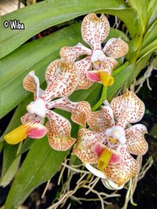 Vanda Memoria T. Iwasaki