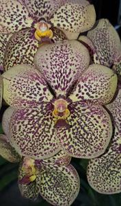 Vanda Jim Krull