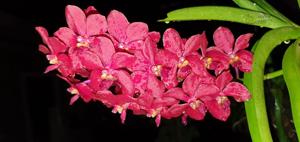 Vandachostylis Crownfox Red Gem