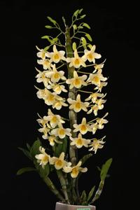 Dendrobium Pingtung Professor Shii