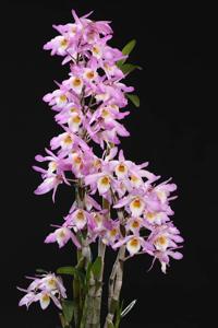 Dendrobium Pingtung Professor Ma