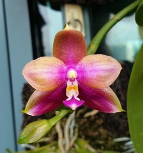 Phalaenopsis Lyndon Coral Dragon