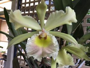 Rhyncholaeliocattleya Verdant Venture