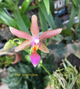 Phalaenopsis Apricot Glow