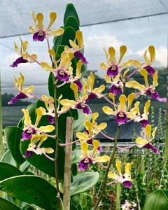 Dendrobium Kah Kiat Neo Sally