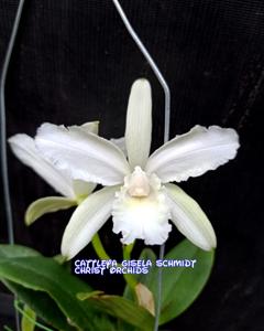Cattleya Gisela Schmidt