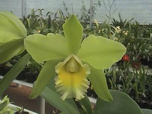 Rhyncholaeliocattleya Cadmium Light