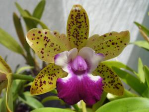 Cattlianthe Siamese Doll