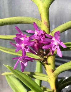 Cleisovanda Purple Ice