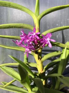 Cleisovanda Purple Ice