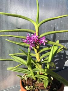 Cleisovanda Purple Ice