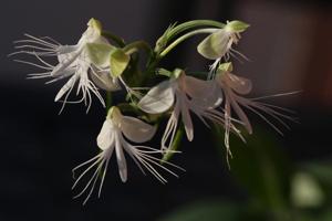 Habenaria Kat's Whiskers