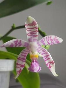 Phalaenopsis Alberla