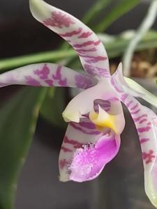 Phalaenopsis Alberla