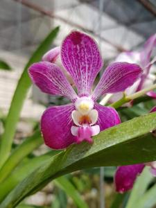 Vanda luzonica-Nibha