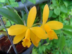 Cattleya Yellow Doll