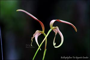 Bulbophyllum Tee Gigantic Condor