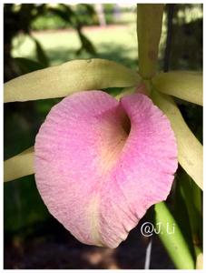 Brassocattleya Saint André