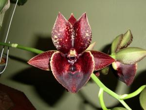 Catasetum Linda Vanella