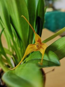 Masdevallia Morten Harket