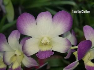 Dendrobium Aridang Blue