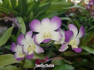 Dendrobium Aridang Blue