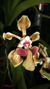 Vanda Nafisa