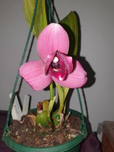 Lycaste Sunray