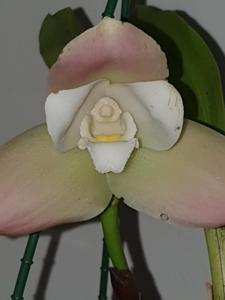 Lycaste Wyuna