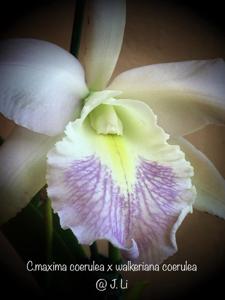 Cattleya Hsinying Max-walker