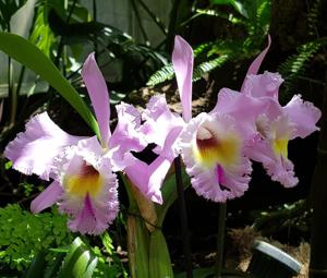 Rhyncholaeliocattleya Enid Oppenheim