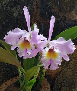 Rhyncholaeliocattleya Enid Oppenheim