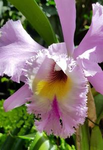 Rhyncholaeliocattleya Enid Oppenheim