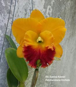 Rhyncholaeliocattleya Sunisa Kawaii
