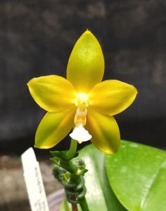 Phalaenopsis KS Pipa