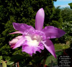 Rhyncholaeliocattleya Cordelia