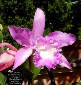 Rhyncholaeliocattleya Cordelia