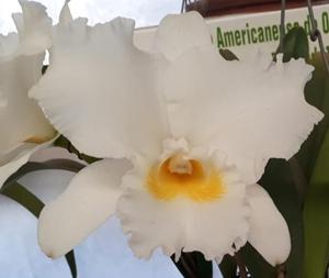 Rhyncholaeliocattleya Turandot