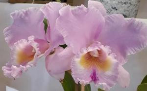 Rhyncholaeliocattleya Turandot