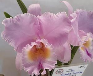 Rhyncholaeliocattleya Turandot