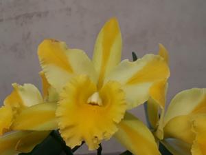 Rhyncholaeliocattleya Suzuki's Yellow Flare