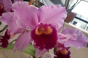 Rhyncholaeliocattleya Rose Whisper