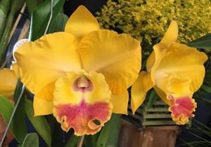 Rhyncholaeliocattleya Nobile's Golden Dunes