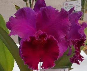 Rhyncholaeliocattleya Flora Seki