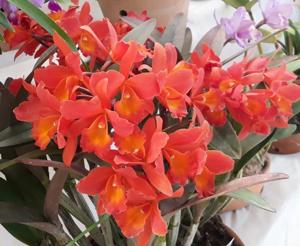 Cattlianthe Tutankamen