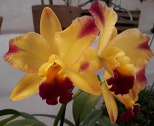 Cattleya Tropical Sunset